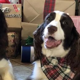 Lucy - English Springer Spaniel