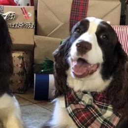 Lucy - English Springer Spaniel