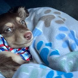 Dachshunds from Lorac’s Edelhund