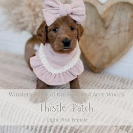 Thistle Patch - Red  female Goldendoodle puppy in Roanoke Rapids, North Carolina from Sweeter than Honey Doodles