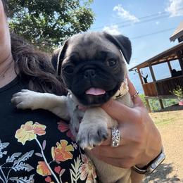 Alice - Fawn female Pug puppy in Milam, West Virginia from Vaubel Country Pugs