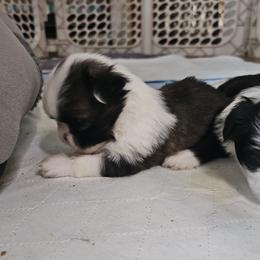 Shih Tzu Puppies from Prairie Creek Puppies