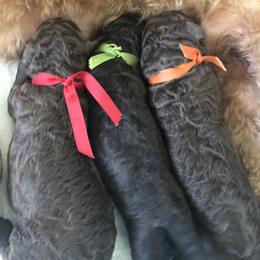 Poodle Puppies from Encantos Standard Poodles PR