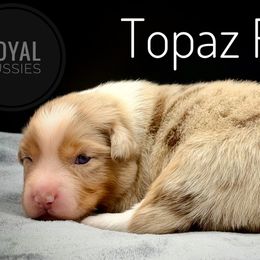 Topaz - Red merle male Australian Shepherd puppy in Petersburg, Indiana from Royal Aussie’s