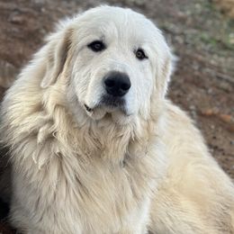 Australian Shepherds and Great Pyrenees from Faith Family Freedom Farm