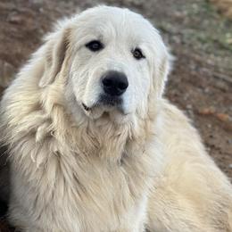 Australian Shepherds and Great Pyrenees from Faith Family Freedom Farm
