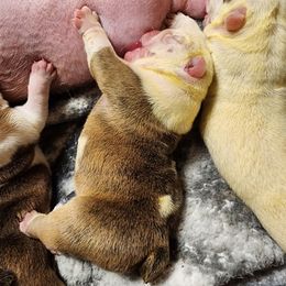 Boy 2 - Red brindle and white male Bulldog puppy in Hillsdale County, Michigan from KZ Bullies LLC