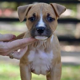 Boy 3 - Red male American Staffordshire Terrier puppy in St. Augustine, Florida from LBK & Ancient City