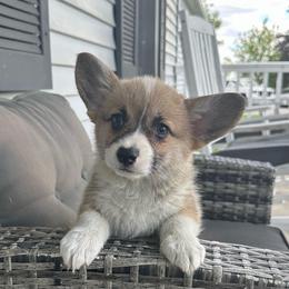 Belle - Red female Pembroke Welsh Corgi puppy in Urbana, Ohio from Edgewood Farm and Kennel