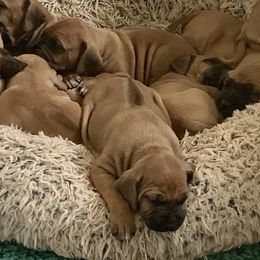 Rhodesian Ridgeback Puppies from Lyonnese Rhodesian Ridgebacks