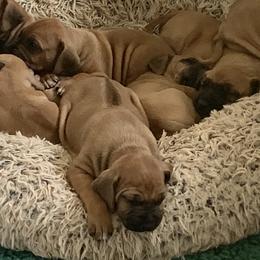 Rhodesian Ridgeback Puppies from Lyonnese Rhodesian Ridgebacks