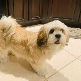 Bella - Lhasa Apso