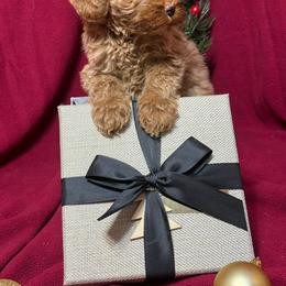Pappi - CM0552 - Red male Australian Labradoodle puppy in Easley, South Carolina from Royal Diamond Labradoodles