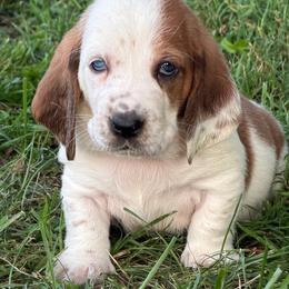 White Collar Female - Mahogany and white female Basset Hound puppy in Manchester, Tennessee from Middle TN Leopard Catahoulas and Middle TN Bassett Hounds