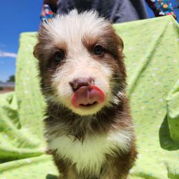 Iris - Liver female German Shepherd puppy in Los Lunas, New Mexico from Mali's German Shepherds LLC