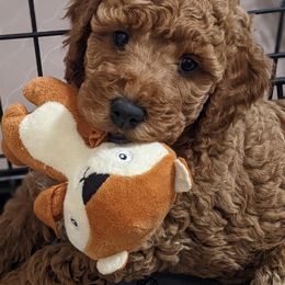 Aussiedoodle, Cavapoo, and Poodle Puppies from Robin's Nest Farm