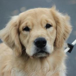 Gwen - Golden Retriever