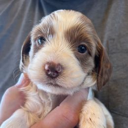 Girl 1 - Australian Labradoodle puppy in Missouri from Sweet Maple Labradoodles, LLC