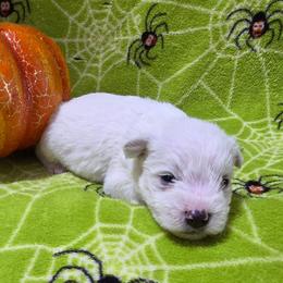 Linguine - White male Miniature Schnauzer puppy in Allison, Iowa from Firefly Stables