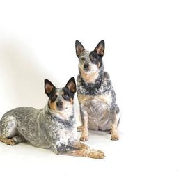 Australian Cattle Dog and French Bulldog Puppies from Sugarloaf French bulldogs and Australian cattle dogs
