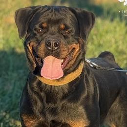 Opal - Rottweiler