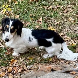 Toby - Dachshund