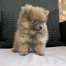 2 - Lavender female Pomeranian puppy in San Jacinto, California from Savvypomeranians
