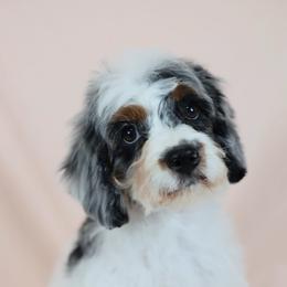 Abigail Adams - Tri-color female Cavapoo puppy in Pleasant Grove, Utah from Canterbury Canines