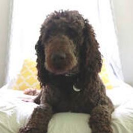 Goldendoodles and Poodles from Brugger’s Doodles and Poodles
