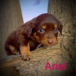 Ariel - Red tri female Miniature Australian Shepherd puppy in Idalou, Texas from Lonesome Pine Mini Aussies