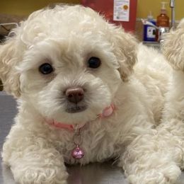 Cockapoos from Puppie Poos 4 U