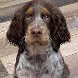 English Springer Spaniels from Sea Island Springers