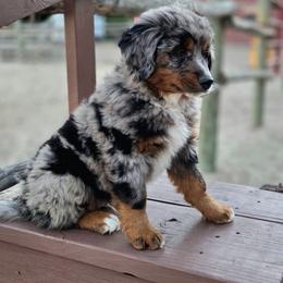 GOMER - Blue male Companion Cross puppy in Viking, Minnesota from Son Shine Farm