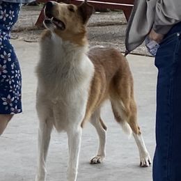 Azawakh, Collie, and Standard Schnauzer All Grown Up from Kokomo Kennels