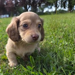 Violet - Cream female Dachshund puppy in Yacolt, Washington from Cassiopeia Doxies