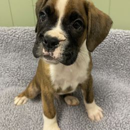 Boxer Puppies from Beans Creek Boxers - Bohnen Bach