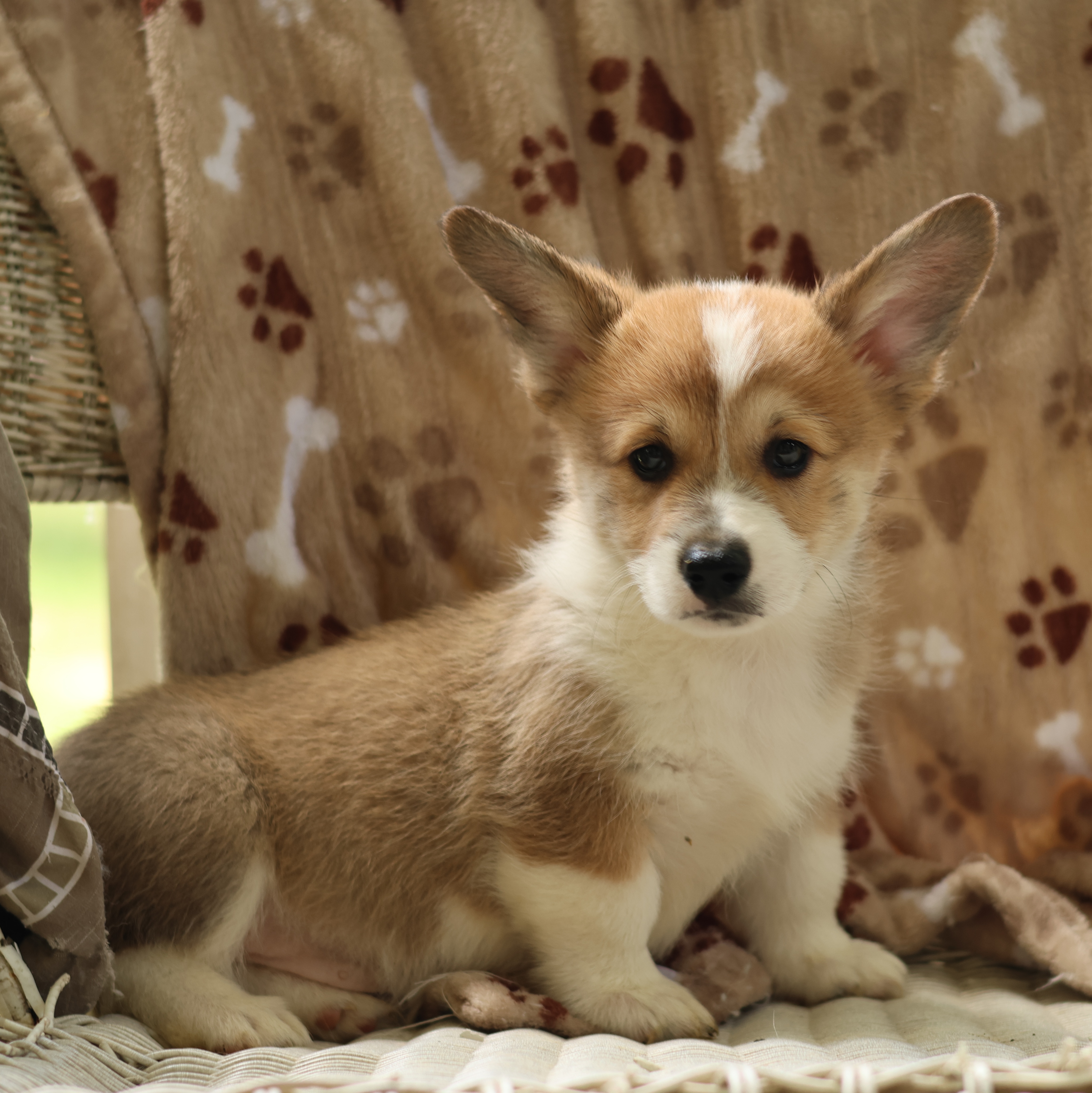 Boy 3 - Sable Pembroke Welsh Corgi puppy in Karnack, Texas from Sureshot Corgis