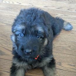 German Shepherd Puppies from McLaughlin German Shepherds