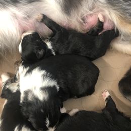 Australian Shepherd Puppies from Powell’s Australian Shepherds