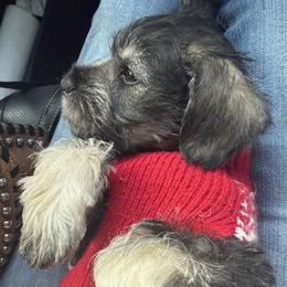 Miniature Schnauzer puppies from Battlemountain Kennels