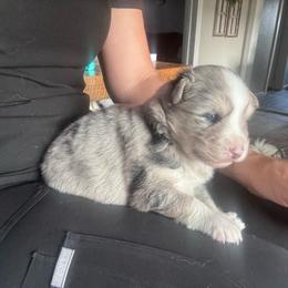 Johnny cash - Merle male Pomsky puppy in Sturgis, Kentucky from Furever Pomskies
