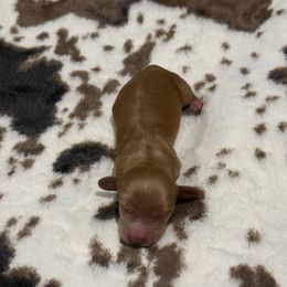 Beau - Red male Dachshund puppy in Durant, Oklahoma from Big Creek Mini Dachshund