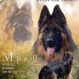Maggie - Black and red female German Shepherd puppy in Walla Walla, Washington from Silver Knight Shepherds