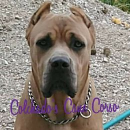 Remy - Cane Corso