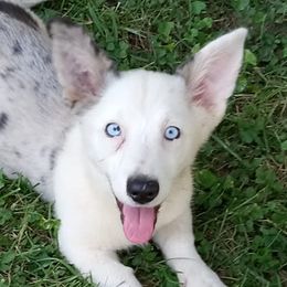 Cardigan Welsh Corgis from Walnut Ridge Farm LLc.