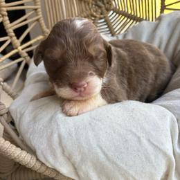 Zorro - Red tri-color male Australian Shepherd puppy in Grants Pass, Oregon from Carmel Mountain Aussies