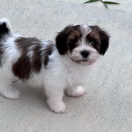 Havanese Puppies from Delightful Havanese