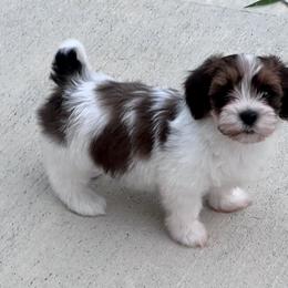 Havanese Puppies from Delightful Havanese