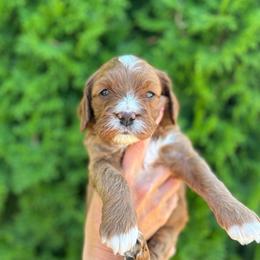 Tex - Apricot male Cavapoo puppy in Pasco, Washington from Columbia Basin Puppies