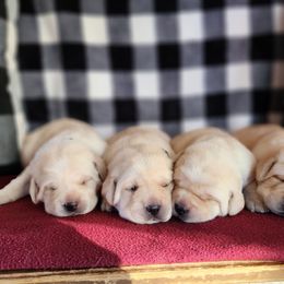 Female 2 - Yellow female Labrador Retriever puppy in Saunemin, Illinois from Shooting Star Labs